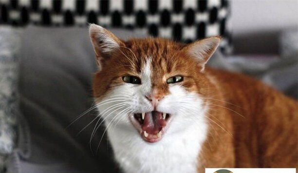 猫嗷呜嗷呜嚎是想干嘛-猫嗷呜的叫是什么意思