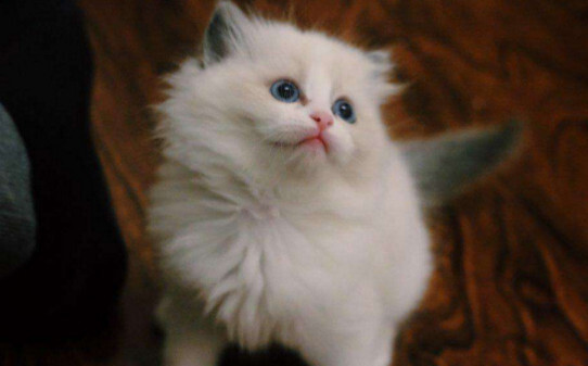一只布偶猫一天需要多少开支 一只布偶猫一天需要多少开支