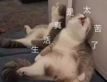 养猫对孩子的巨大危害-家里有小孩能养猫吗