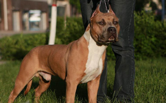 斯塔福犬优点与缺点 斯塔福犬优点与缺点