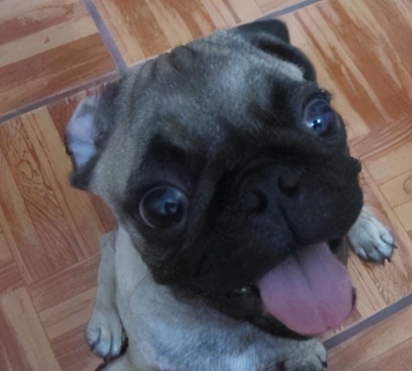 巴哥犬俱乐部-巴阡是什么