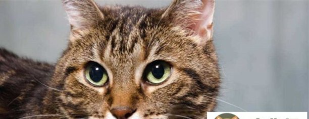 普通的虎斑猫多少钱一只-红虎斑暹罗猫什么价位