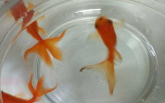 鱼养在盆里怎么养不死
