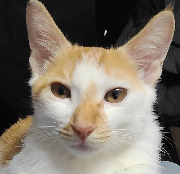 小狗和小猫跑进家里各代表什么