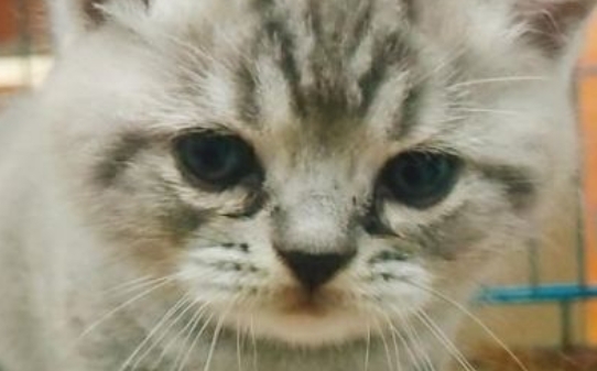 给猫怎么洗澡