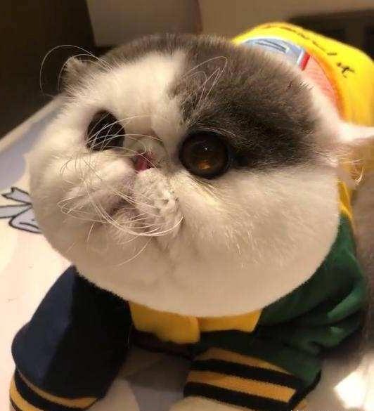 养猫对孩子的巨大危害-家里有小孩能养猫吗