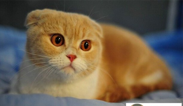 萨凡纳猫价格多少钱一只-阿瑟拉猫和萨凡纳猫区别