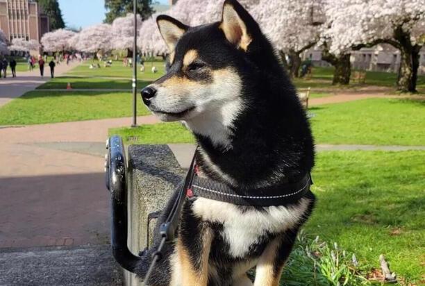 柴犬的训练方法-柴犬咬人怎么纠正