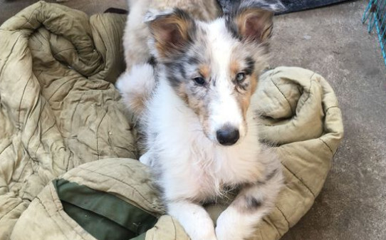 犬瘟症状