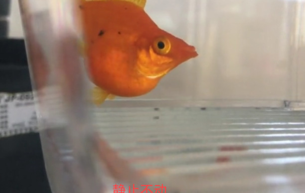 皮球鱼怎么判断是不是快生了 皮球鱼怎么判断是不是快生了