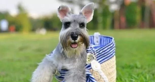 小型犬排名前10名-小型犬排名有哪些