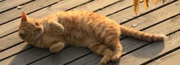 橘猫信任你的表现