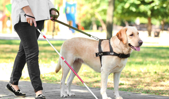 国内导盲犬多少钱一只-一只合格导盲犬多贵