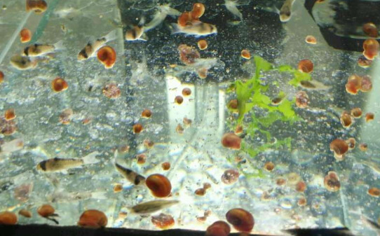 苹果螺如何饲养
