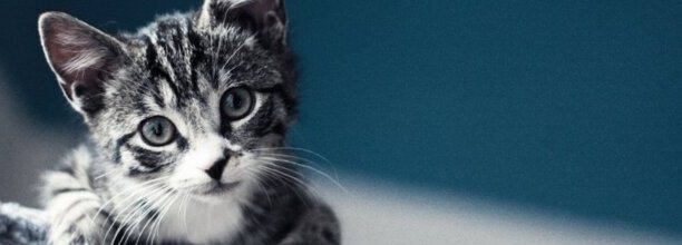 猫咪得了猫瘟怎么办医生说不用治了熬过7天就好
