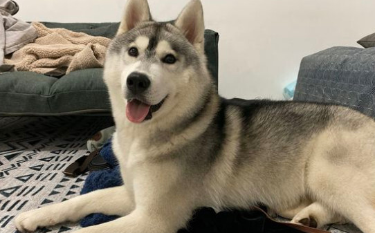 哈士奇犬的体貌特征