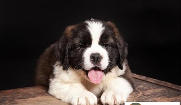 圣伯纳犬价格-圣伯纳犬幼崽5000元能买到吗