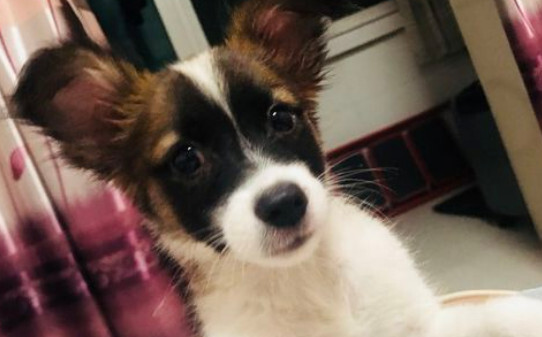 老狗临死前口吐白沫是怎么回事