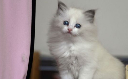 猫癣初期是什么样子的猫长猫藓是什么样子
