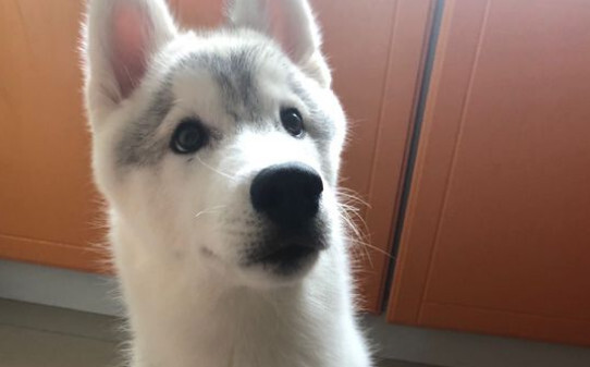 哈士奇犬的体貌特征