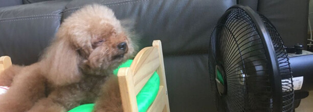 6个月的小狗夏季可以吹一晚上风扇吗