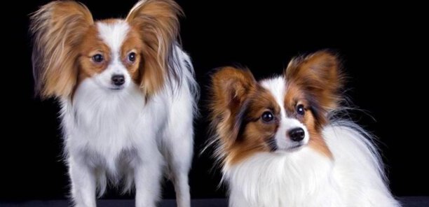 蝴蝶犬的价格-200块钱在狗市买的蝴蝶犬纯吗