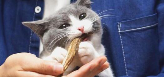 猫咪爱吃鱼它们会被鱼刺卡到吗-小猫会不会在吃鱼的时候被鱼刺卡到 猫咪爱吃鱼它们会被鱼刺卡到吗-小猫会不会在吃鱼的时候被鱼刺卡到