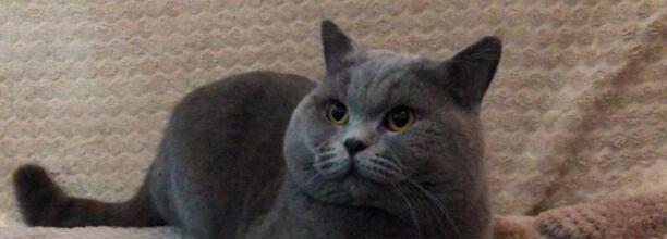 蓝猫瞳色有几种