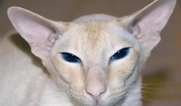 猫的品种大全-十大好看的猫品种 猫的品种大全-十大好看的猫品种