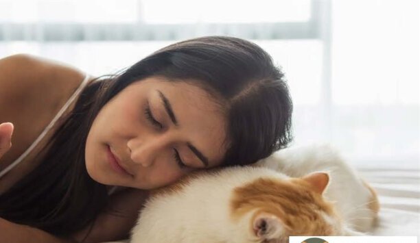 十大最受欢迎的宠物猫排行榜-十大最适合懒人养的猫排名