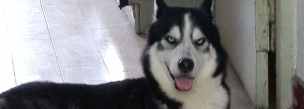 二哈是什么狗