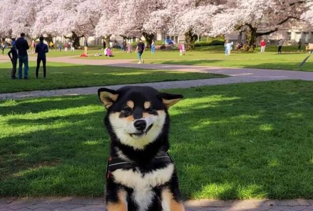 柴犬的训练方法-柴犬咬人怎么纠正