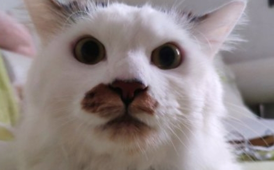 给猫怎么洗澡