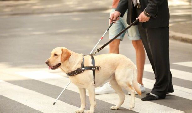国内导盲犬多少钱一只-一只合格导盲犬多贵