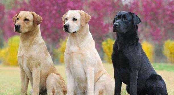 十大适合家养的大型犬-养只大型犬什么犬又听话又有灵性还护主