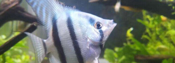 刚孵化燕鱼容易死的原因 刚孵化燕鱼容易死的原因