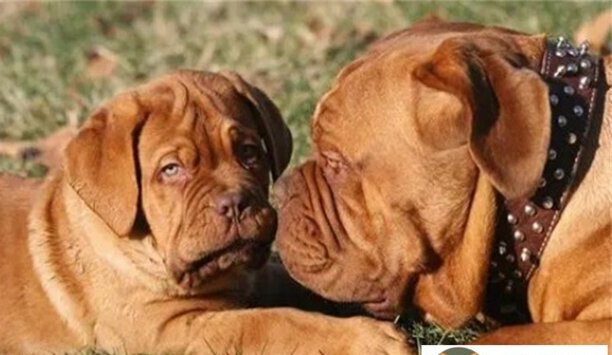 波尔多犬价格-波尔多犬5000元贵吗