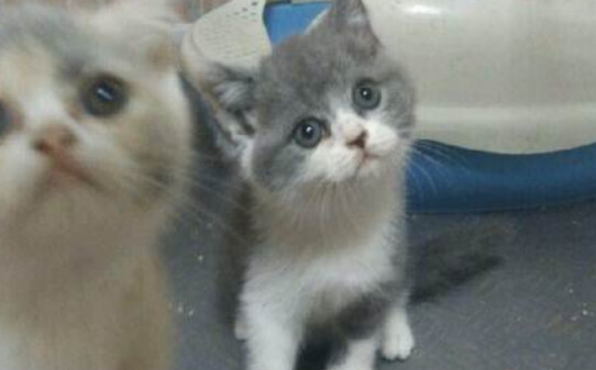 蓝猫和折耳猫哪个活得久 蓝猫和折耳猫哪个活得久