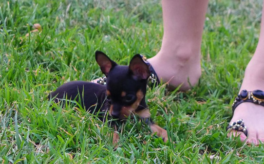 大耳犬有哪种