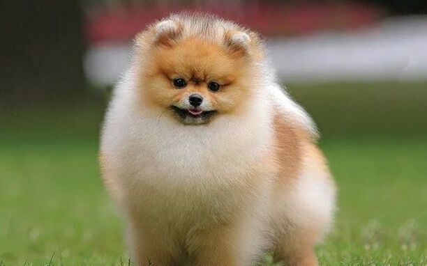 十大便宜好养的小型犬-适合家养的小型犬短毛的性格温顺的有哪些品种