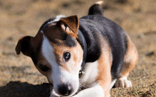 和比格犬相似的品种