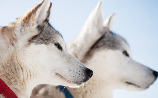像哈士奇的大型犬