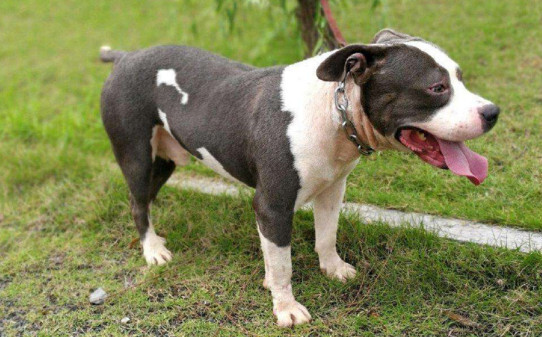 斯塔福犬优点与缺点 斯塔福犬优点与缺点
