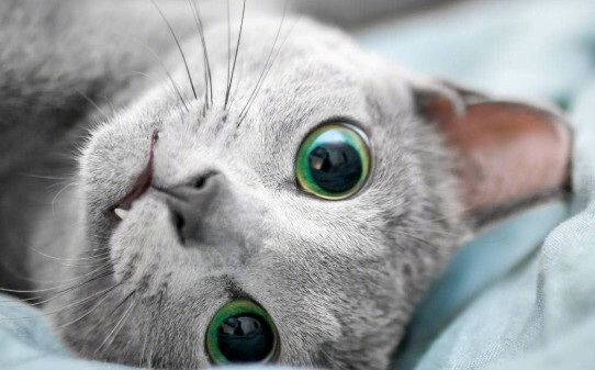 蓝猫瞳色有几种
