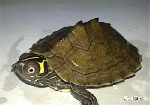 天使眼地图龟和普通有什么区别-地图龟为什么是哈士奇 天使眼地图龟和普通有什么区别-地图龟为什么是哈士奇