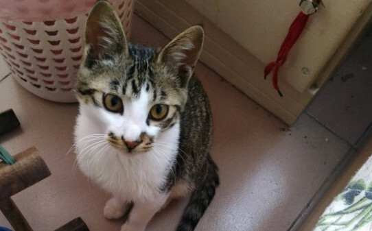 猫腹水是什么症状 猫腹水是什么症状