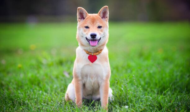 小型犬排名前10名-小型犬排名有哪些