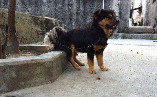 田园犬怕冷吗