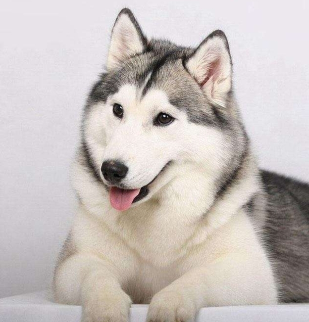 十大适合家养的大型犬-养只大型犬什么犬又听话又有灵性还护主