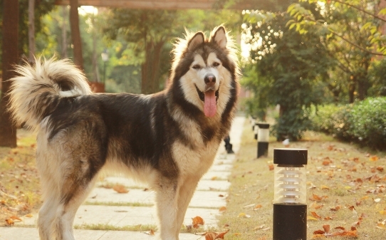 阿拉斯加犬喂什么食物